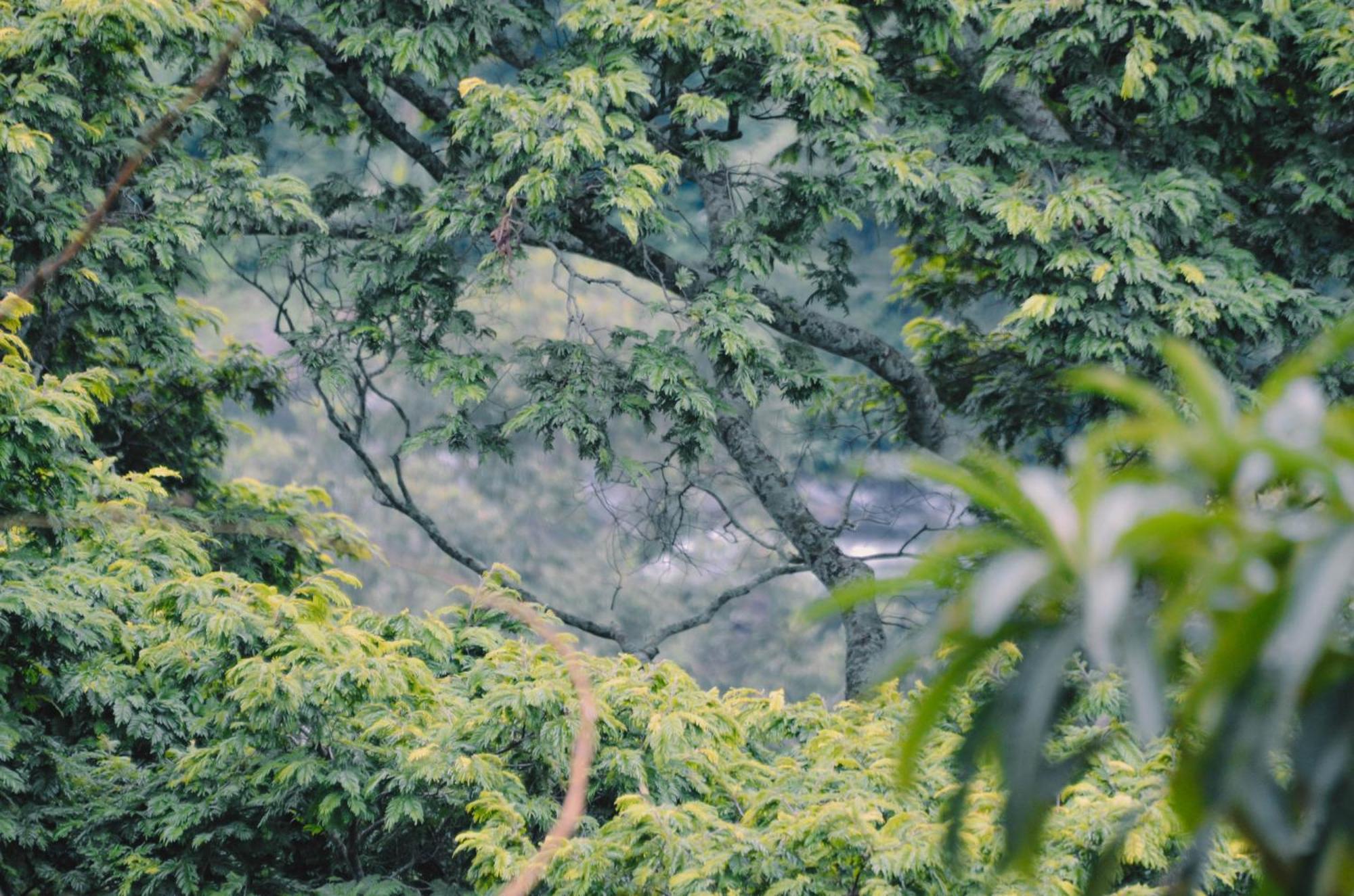 Kaliwa Lodge Moshi Bagian luar foto