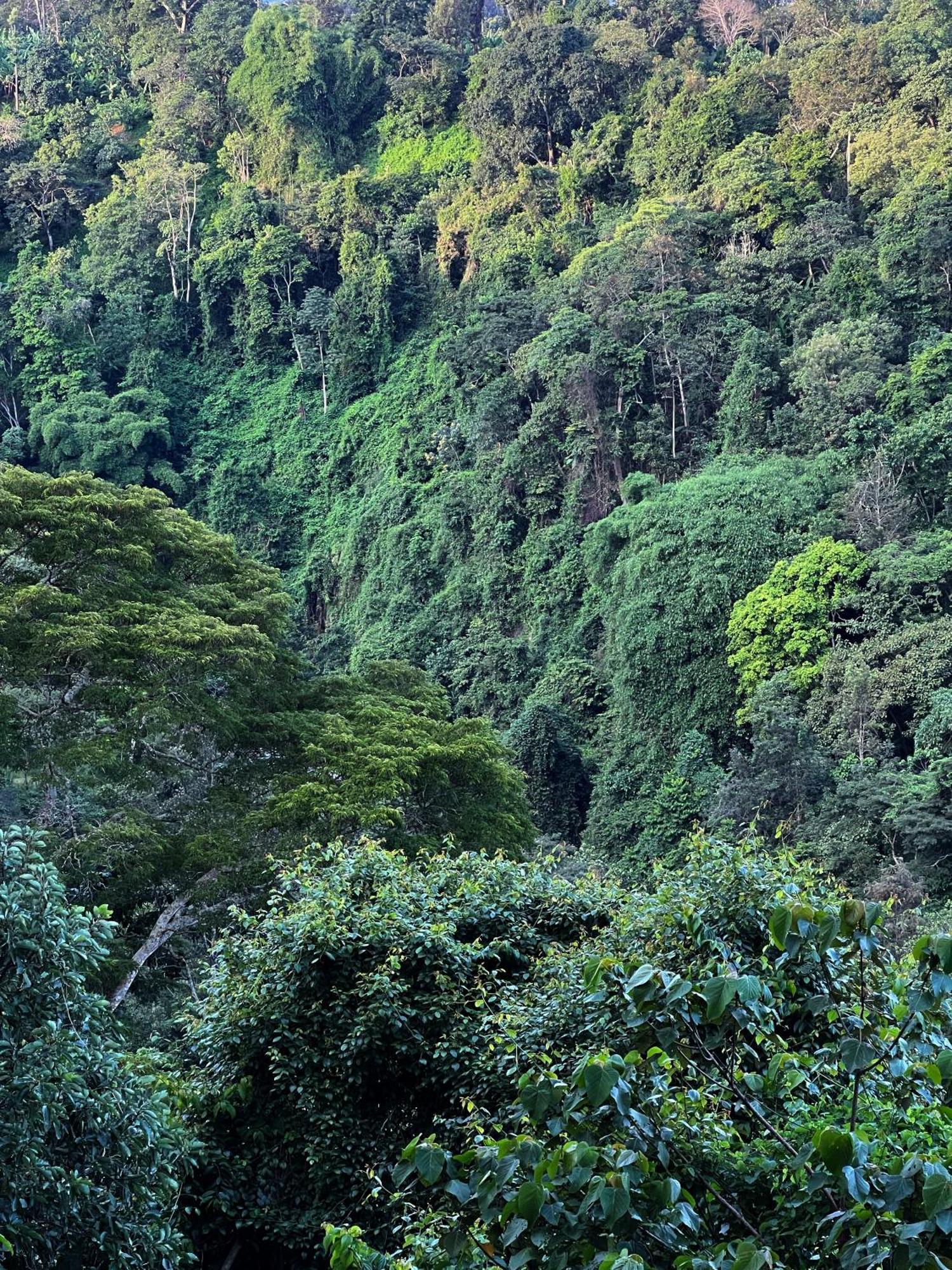 Kaliwa Lodge Moshi Bagian luar foto